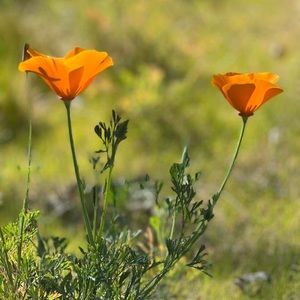 Meet your Posher, Donna rawlings